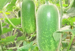 51今日吃瓜大瓜fun,揭秘娱乐圈最新热点事件